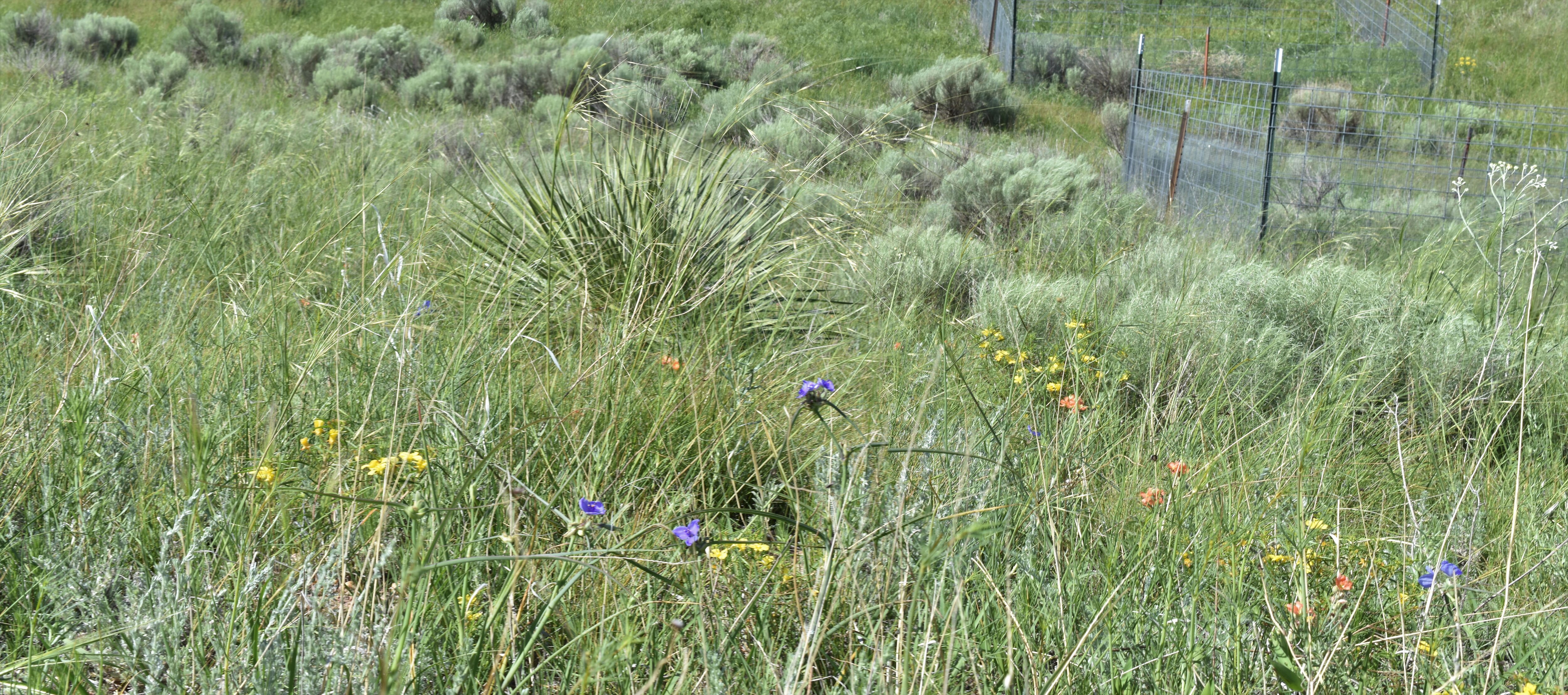 Nutrient Network site at Cedar Point Biological Station